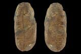 Pecopteris Fern Fossil (Pos/Neg) - Mazon Creek #92276-1